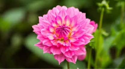 Photo credit: Epic Gardening, Scientifically Sweet